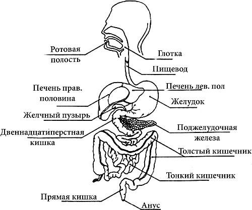 Пищеварительная система человека рисунок. Схема строения пищеварительной системы. Органы пищеварительной системы схема. Пищеварительная система анатомия схема. Пищеварительная система человека схема ЕГЭ.