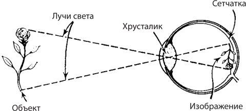 Поглощение световых лучей глазом. Ход светового луча на сетчатку. Фокусировка лучей света в сетчатке. Преломление световых лучей в глазу. Проекция световых лучей на сетчатку.