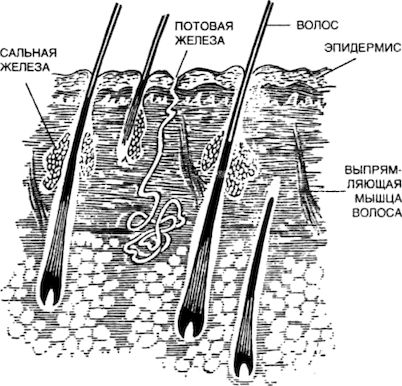 Железы волос. Волосяной фолликул и сальная железа. Расширенная сальная железа.