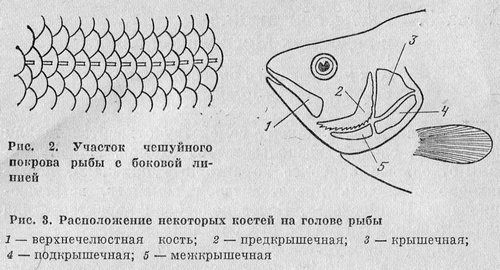 Рыбы линии. Чешуйки с боковой линии. Боковая линия рыб на чешуе. Чешуйная книжка рыб. Чешуйчатая кость у рыб.