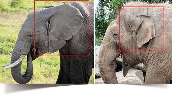 Ухо африканского слона. Уши африканского слона. Африканский и индийский слон. Уши индийского слона. Уши африканских слонов.