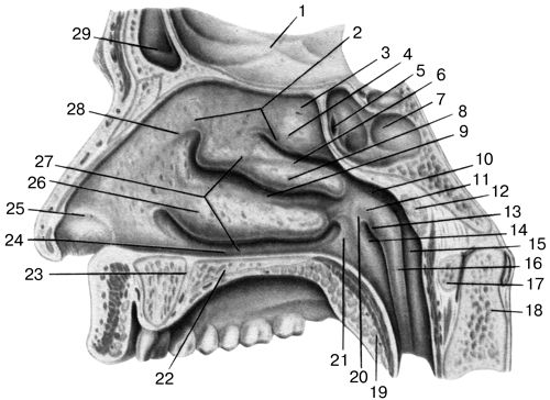 Верхняя стенка носовой полости