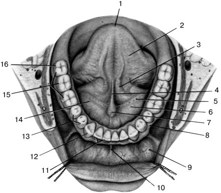 Рот дна. Анатомия и топография дна полости рта. Строение дна ротовой полости. Подъязычная железа топография. Дно ротовой полости топографическая анатомия.