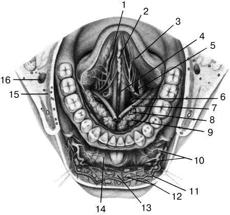 Рот нижний. Анатомия и топография дна полости рта. Топографическая анатомия ротовой полости. Дно ротовой полости топографическая анатомия. Подъязычная складка анатомия.