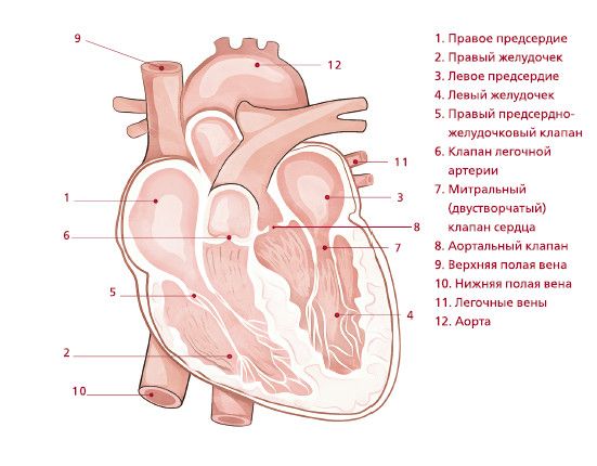 Правое предсердие сердца. Желудочки и предсердия сердца схема. Сердце правый желудочек левый желудочек. Левый желудочек сердца схема. Сердце анатомия желудочки и предсердия.