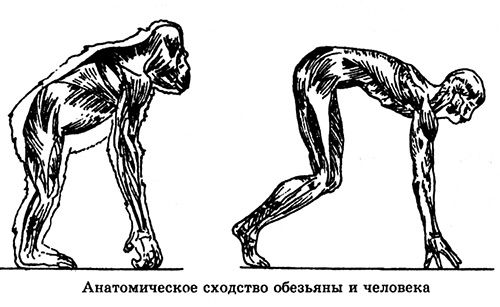 Сходство органов человека и животных. Анатомические сходства человека и обезьяны. Шимпанзе и человек сходство. Сходство человека с приматами. Схожесть приматов и человека.