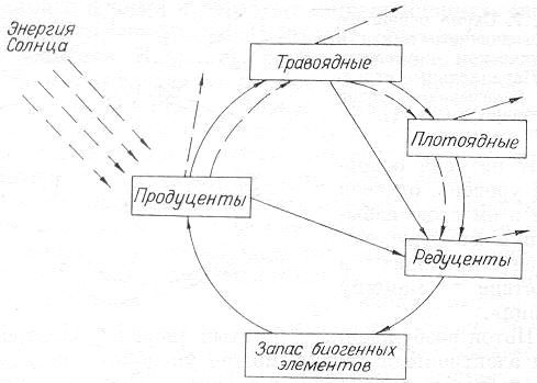 Круговорот веществ на лугу. Схема круговорота веществ на лугу рисунок. Покажи схему круговорота веществ на лугу. Схема круговорота веществ на лугу 3 класс окружающий мир. Схема круговорота веществ на лугу 3 класс окружающий мир рисунки.