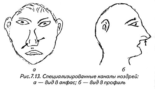 Физиогномика лоб. Физиогномика форма лица. Форма бровей физиогномика. Физиогномика подбородок у мужчин.