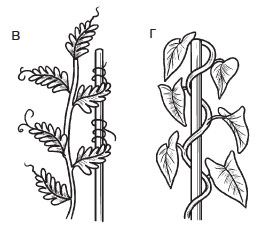 Цепляющийся стебель. Растения с цепляющимся стеблем. Цепляющийся вид стебля. Вьющиеся растения с прямостоячим стеблем.