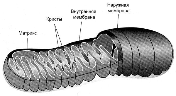 Внутренняя мембрана кристы. Строение митохондрии наружная мембрана. Наружная и внутренняя мембрана. Внешняя мембрана.