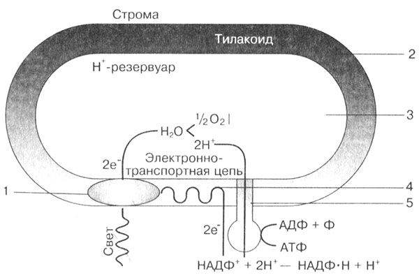 Фермент тилакоида. Фотосинтез световая фаза схема тилакоида. Световая фаза фотосинтеза схема мембрана. Световая фаза фотосинтеза на мембране тилакоида схема. Световые и темновые реакции фотосинтеза схема.
